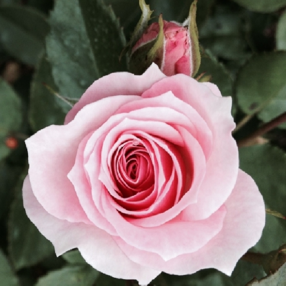 Closet Closing Sale!!